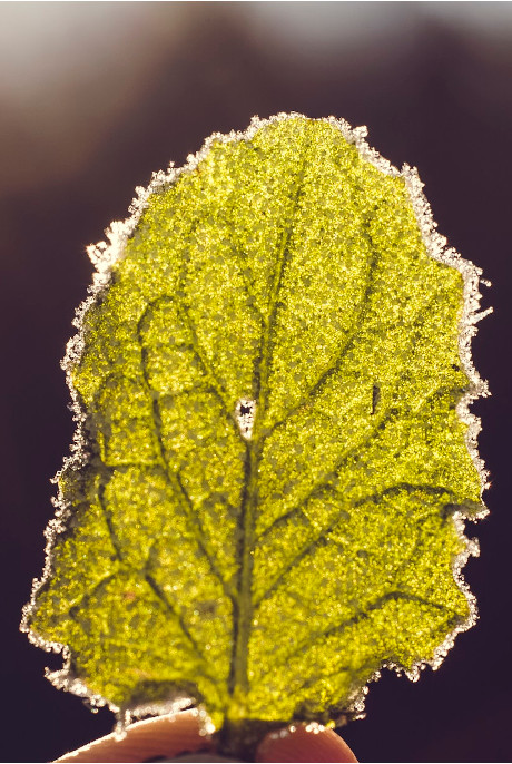 Feuille verte tenue par une main